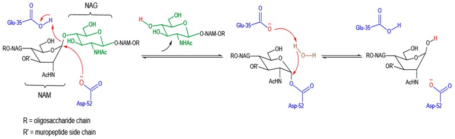 Enzymatic mechanism of lysozyme.