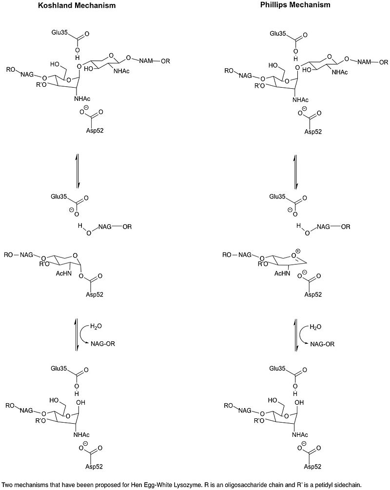 Zwei mögliche Mechanismen von Lysozym: der Koshland-Mechanismus und der Phillips-Mechanismus.