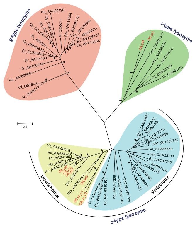 Phylogenetische Analyse von Lysozymen. Es gibt drei Hauptfamilien: C-Typ, G-Typ und I-Typ Lysozyme.