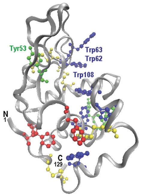 Structure of hen egg white lysozyme.