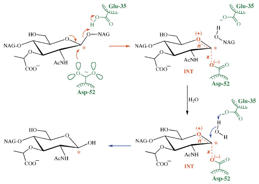 The reaction catalyzed by lysozyme.