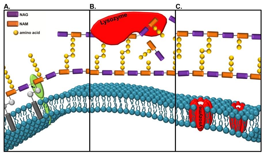 Two mechanisms by which lysozyme kills bacteria.