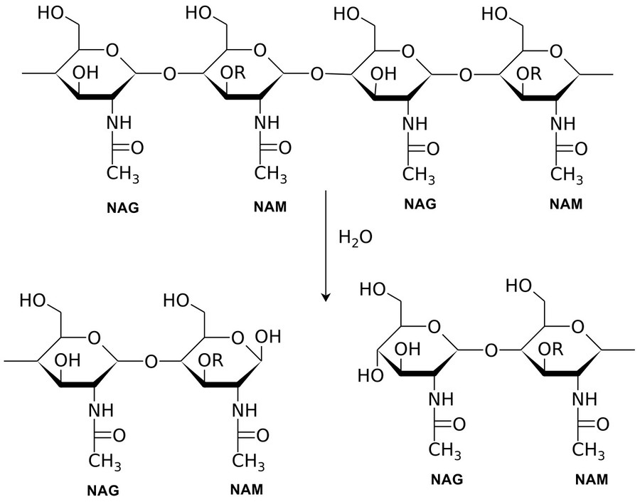 Reaction catalyzed by lysozyme.