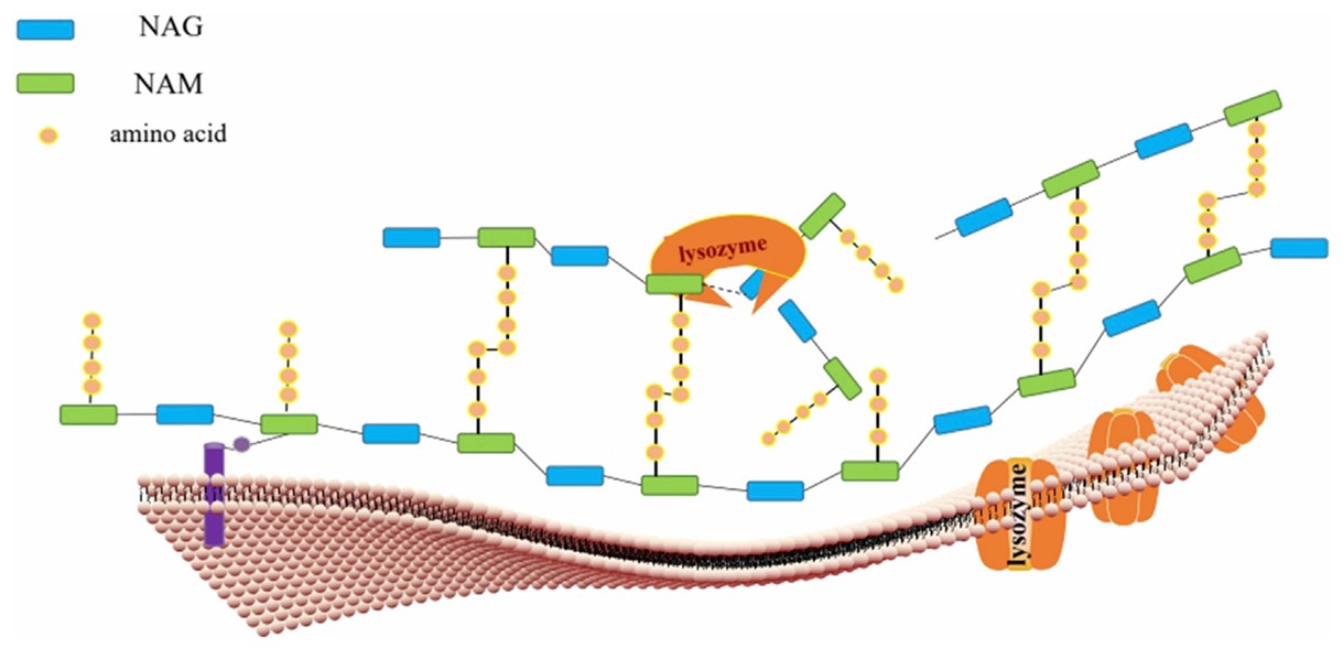 Antibacterial mechanisms of lysozyme.