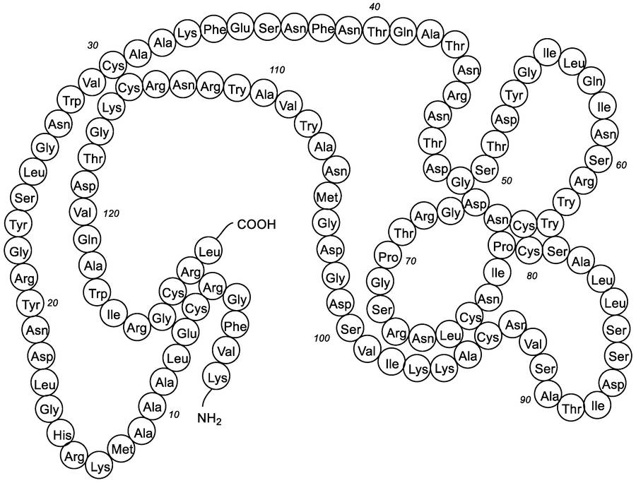 Struktur von Lysozym.