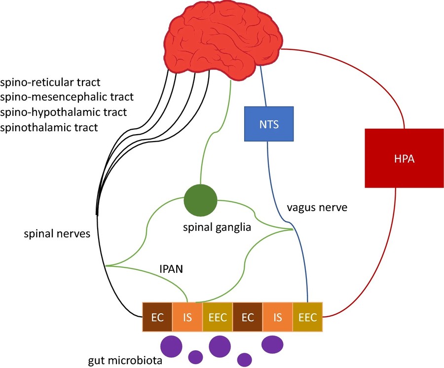 Darm-Nerven-Achse und Entzündung.