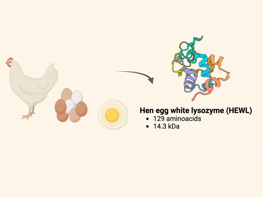 Eiweiß als natürliche Quelle für Lysozym