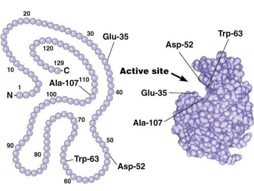 Molekularstruktur des Lysozym-Enzyms