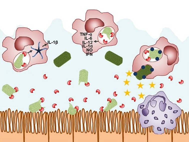 Rolle von Lysozym in der Immunabwehr