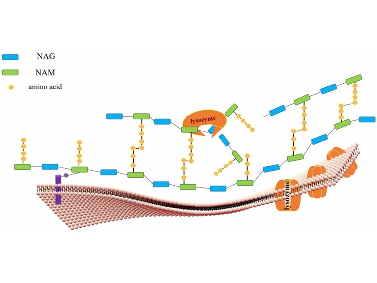 Antibakterielle Eigenschaften des Lysozym-Enzyms