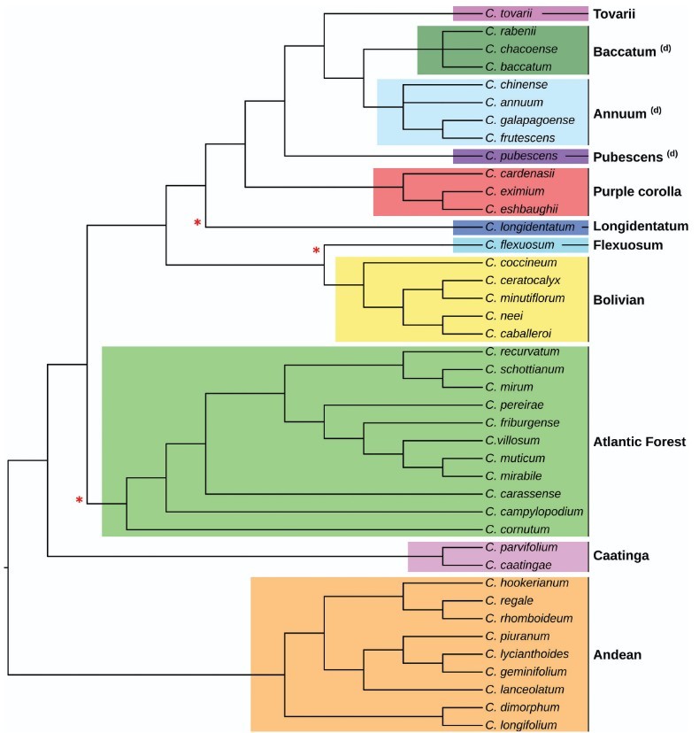Phylogeny of the Capsicum genus.