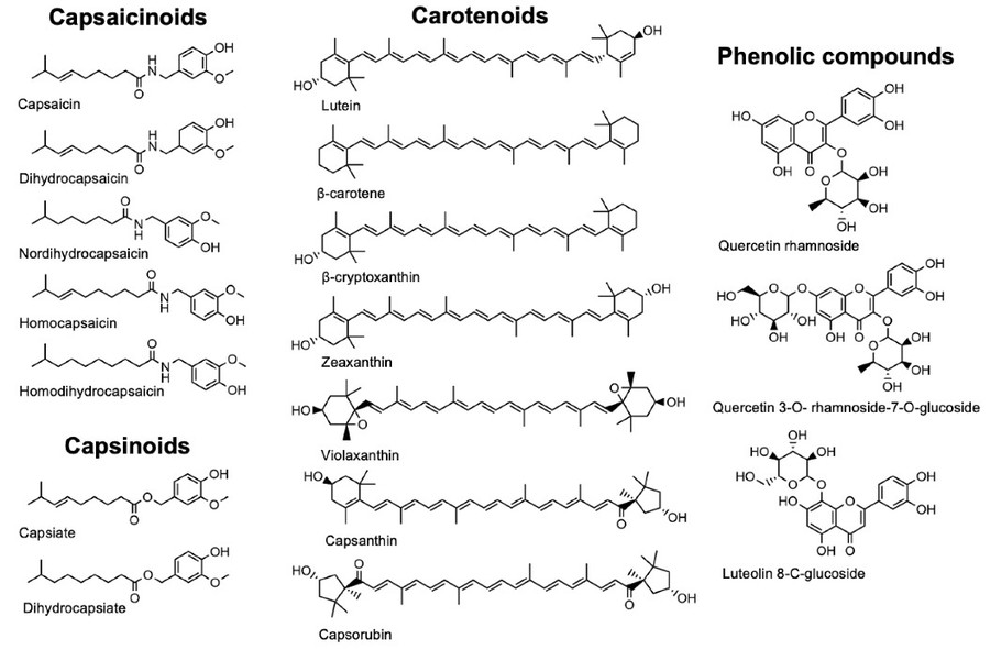 Main bioactive compounds in Capsicum spp.