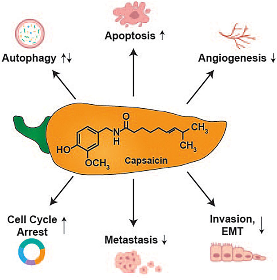 Capsaicin beeinflusst verschiedene physiologische Prozesse: Autophagie, Apoptose, Angiogenese, Zellzyklus, Metastasierung, Invasion und EMT.