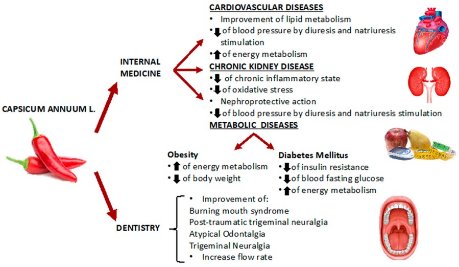 Potenzielle Anwendungen von Capsicum-Extrakten in der Inneren Medizin und in der Zahnmedizin.