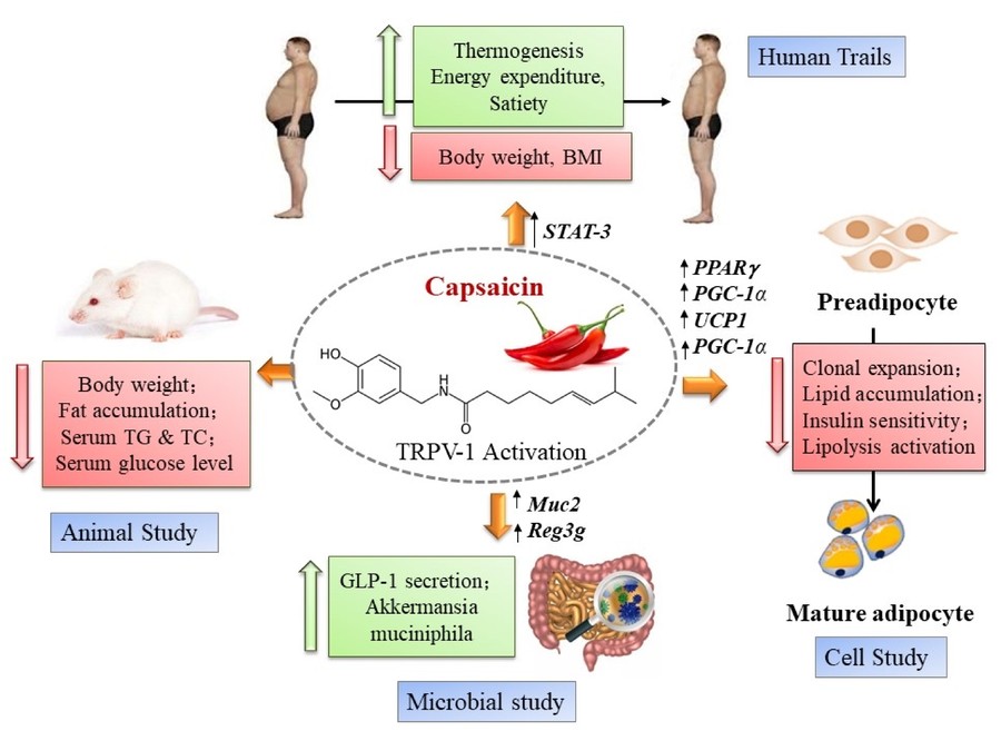 Capsaicin's anti-obesity effects and metabolic benefits.