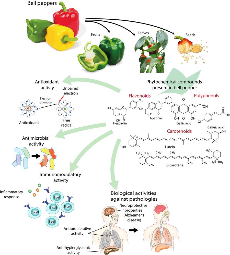 Immunomodulatory and antimicrobial roles of capsaicin.