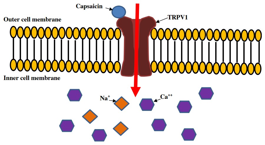 TRPV1 receptor activation by capsaicin.