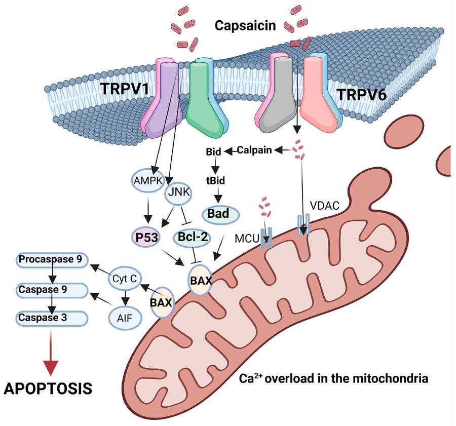 Chemopreventive effects of capsaicin.