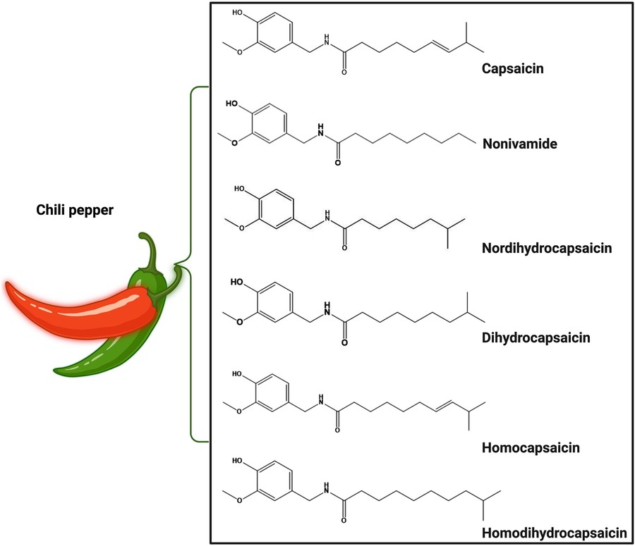 Chemische Zusammensetzung und wichtige bioaktive Verbindungen im Capsicum-Extrakt.