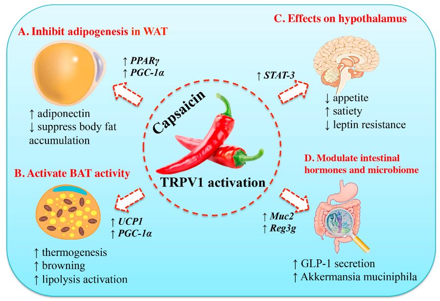 Mechanismen der antiadipösen Effekte von Capsaicin: Hemmung von weißem Fett, Aktivierung von braunem Fett, hypothalamische Regulation und Modulation von Darmhormonen.