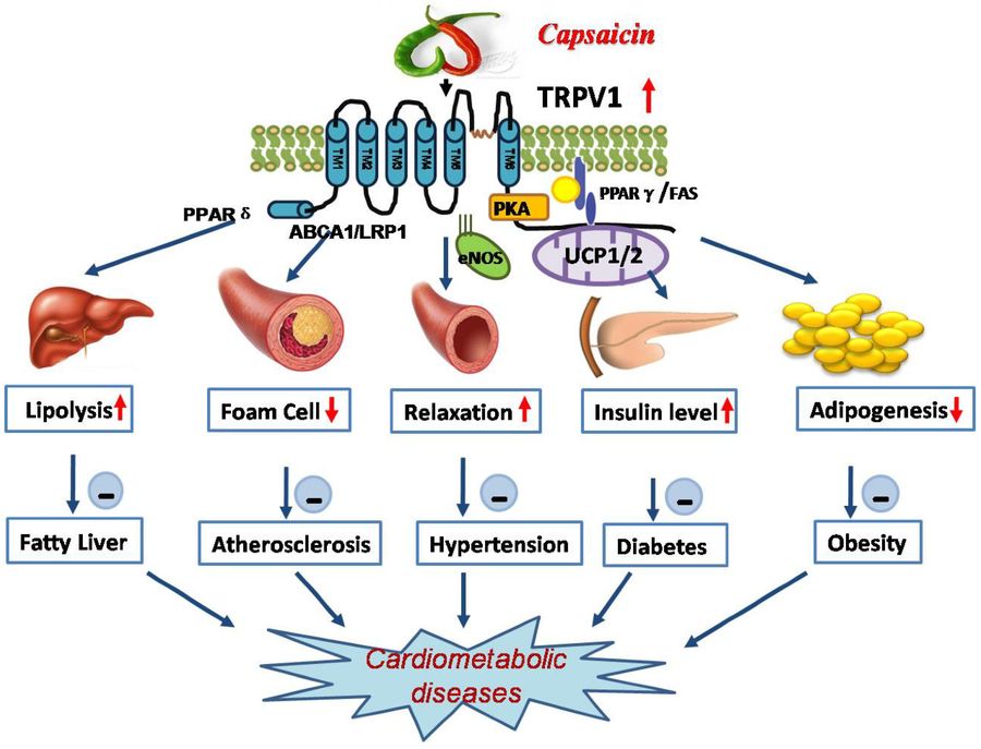 Molekulare Signalwege von Capsaicin für kardiovaskuläre und zerebrovaskuläre Gesundheit.
