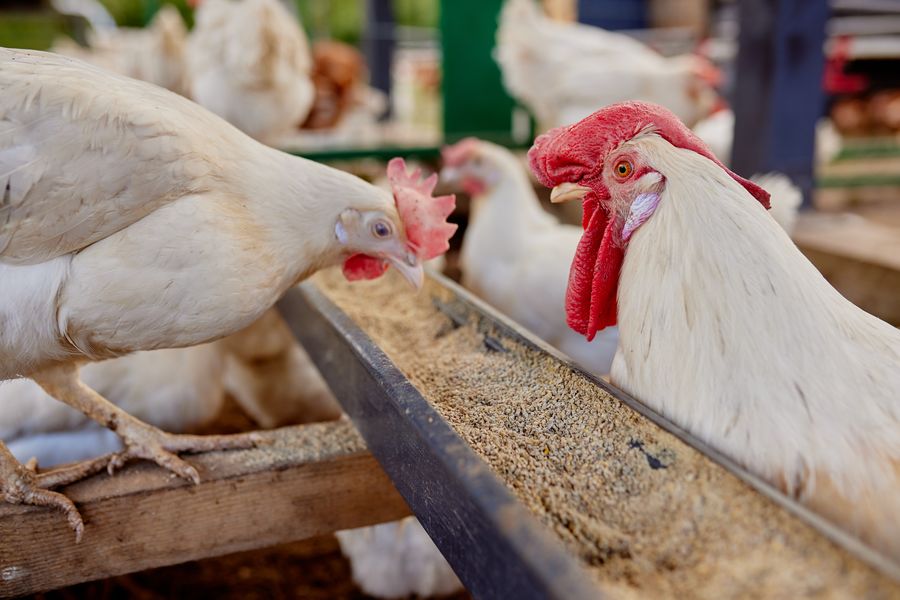 Capsicum-Extrakt in Geflügelfutter zur Förderung von Wachstum und Darmgesundheit.