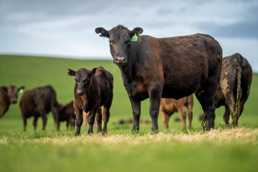 Vorteile der Capsicum-Extrakt-Supplementierung in der Wiederkäuernahrung.
