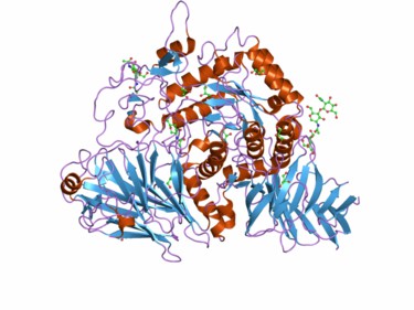 Struktur der Glucoamylase.