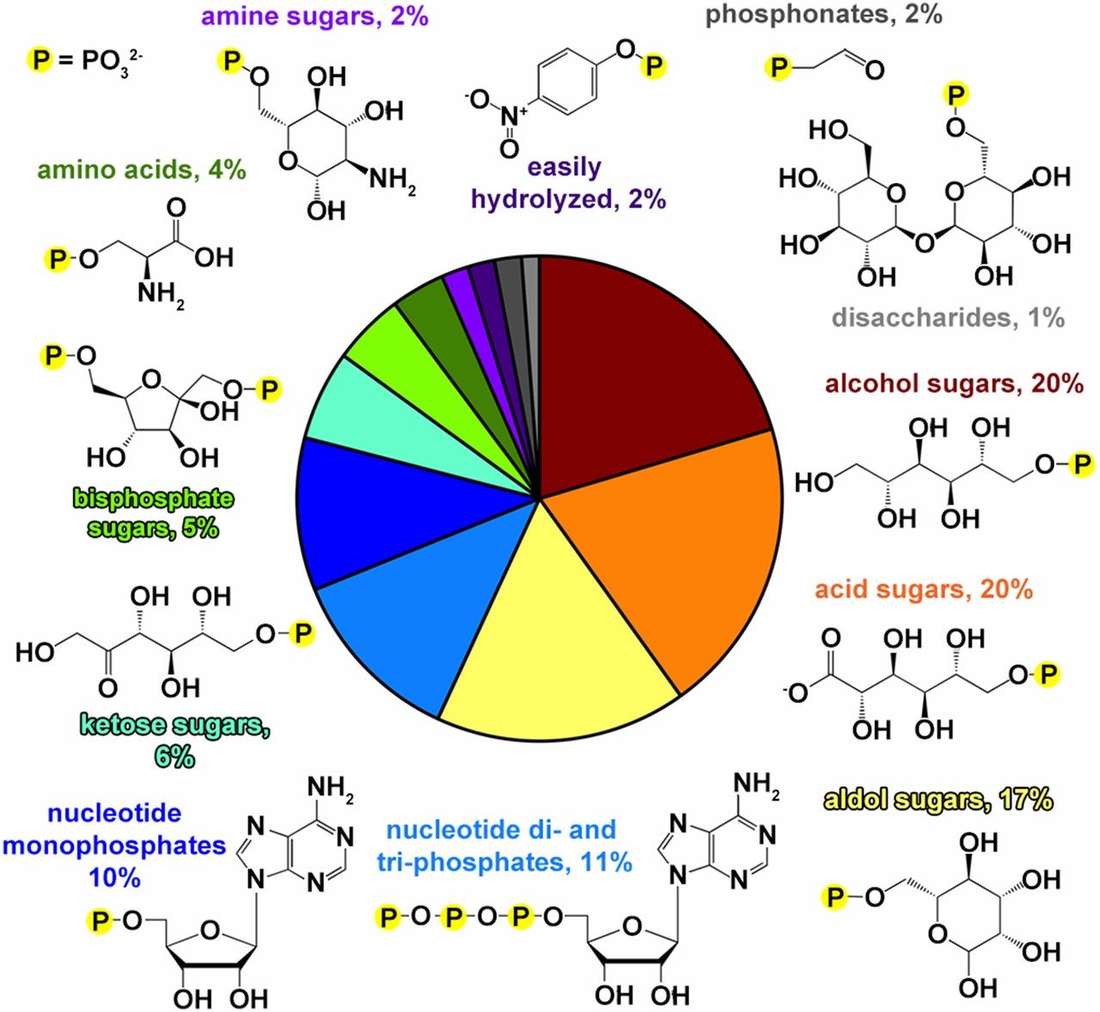Beispiel einer Phosphatase-Substratbibliothek