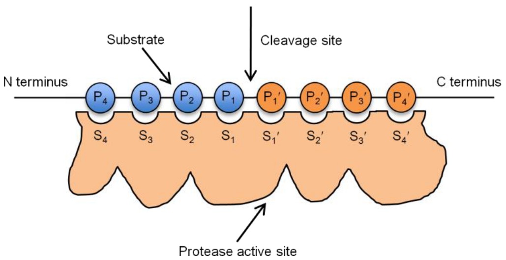 Background on protease substrate specificity