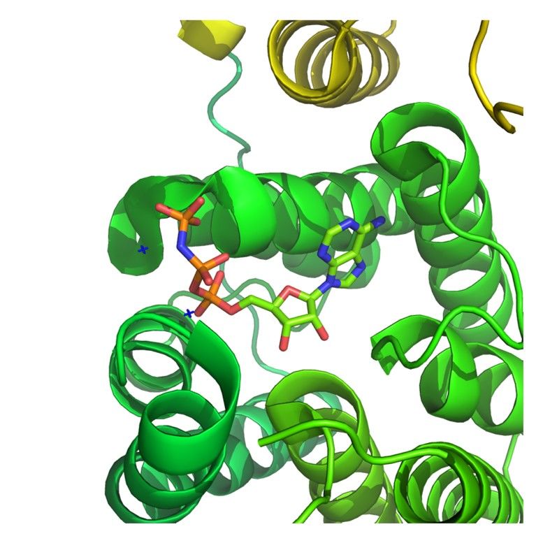 Design und Konstruktion von Kinase-Substratbibliotheken