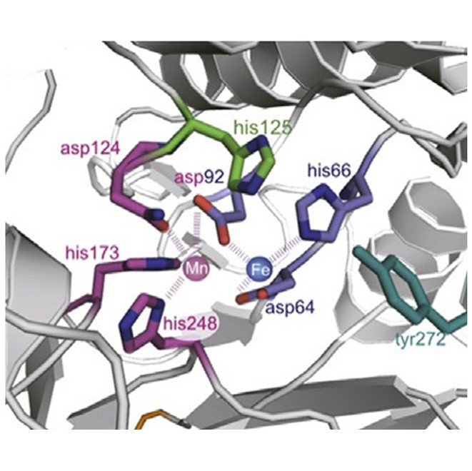 Design und Konstruktion von Phosphatase-Substratbibliotheken (adaptiert nach Kramer, 2016)