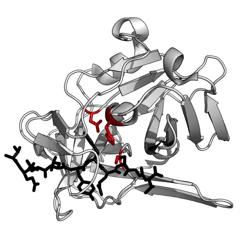 Design und Konstruktion von Protease-Substratbibliotheken