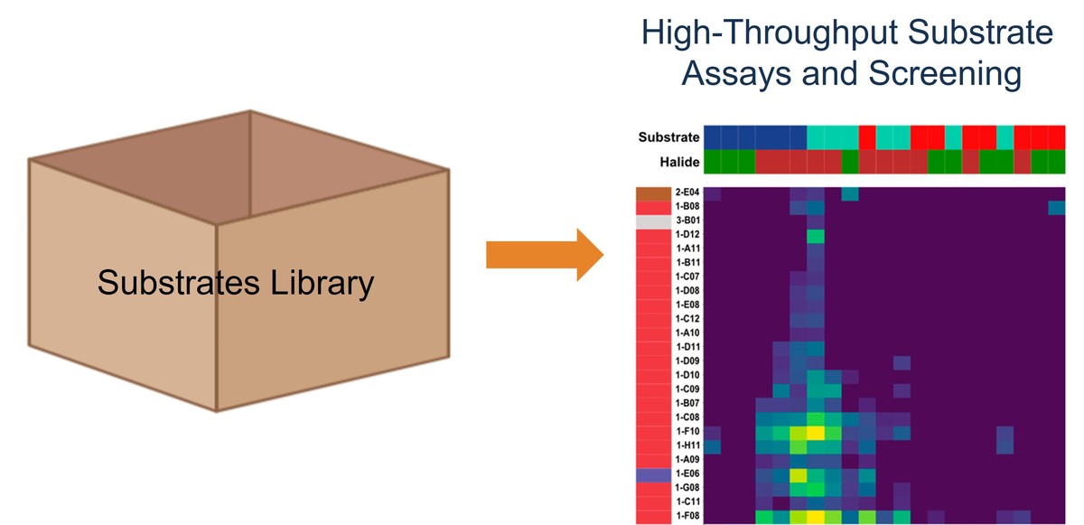 High-throughput enzyme substrate screening for identifying the best enzymatic substrate