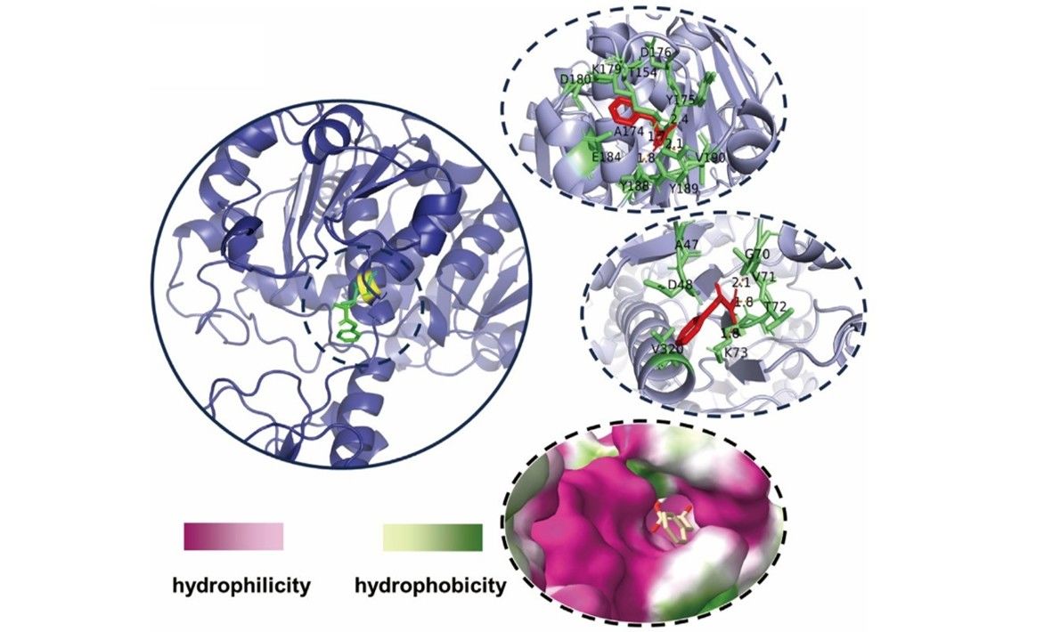 Molecular docking simulations of enzyme–substrate binding interactions (Hu et al., 2024)