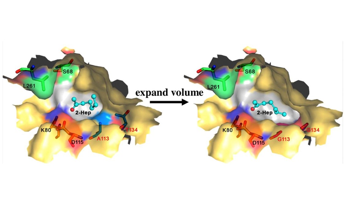 Structure-based enzyme design to enhance catalytic activity (Xu et al., 2023)