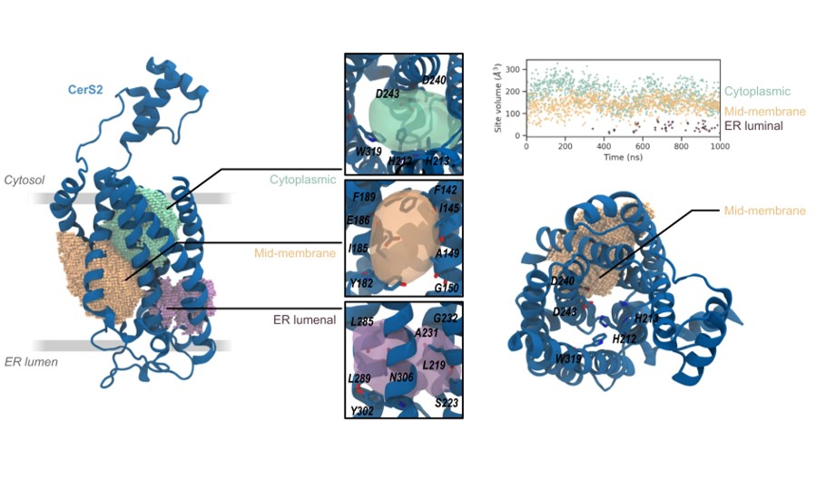 Molecular dynamics simulations of CerS2 identifying potential binding pockets (Zelnik et al., 2023)