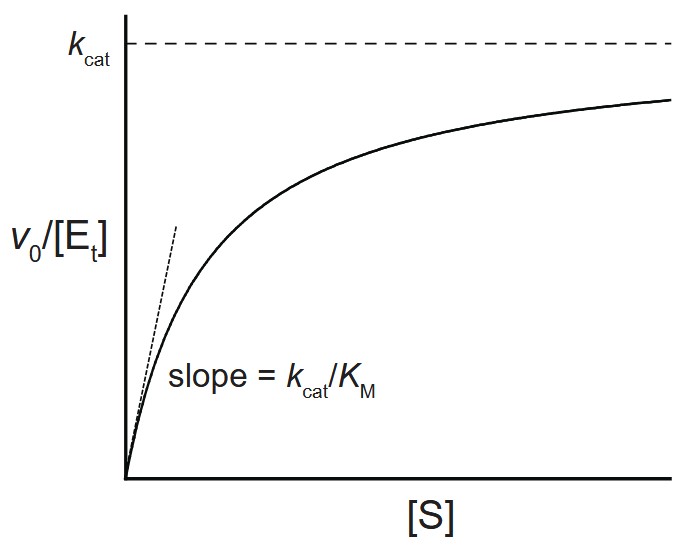 Diagramm zur Darstellung der katalytischen Effizienz zur Identifizierung des optimalen enzymatischen Substrats