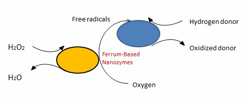 Reaktionsweg für eisenbasierte Nanozyme.