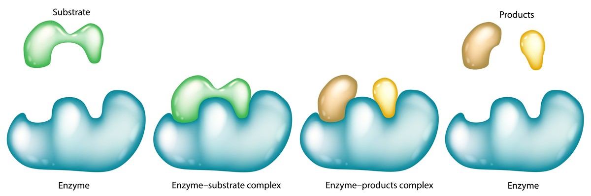 Vereinfachtes Diagramm des Enzym-Substrat-Reaktionsmechanismus