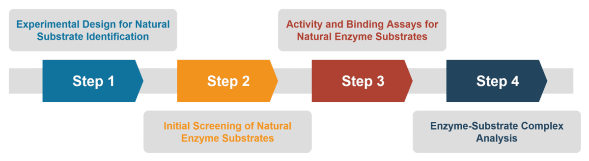 Full-Service-Prozess für die Dienstleistungen zur Identifizierung natürlicher Substrate von Creative Enzymes