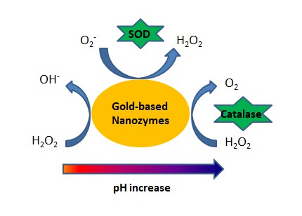 Illustration der pH-abhängigen enzymähnlichen Aktivitäten von Au-Nanozymen.