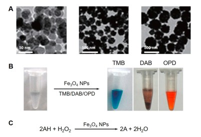 Die Peroxidase-nachahmende Enzymaktivität von Fe3O4