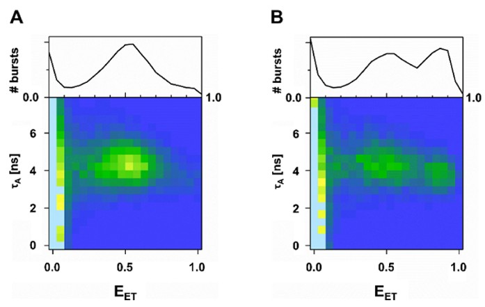 The effects of allosteric and competitive inhibitors on ZIKV protease conformational dynamics