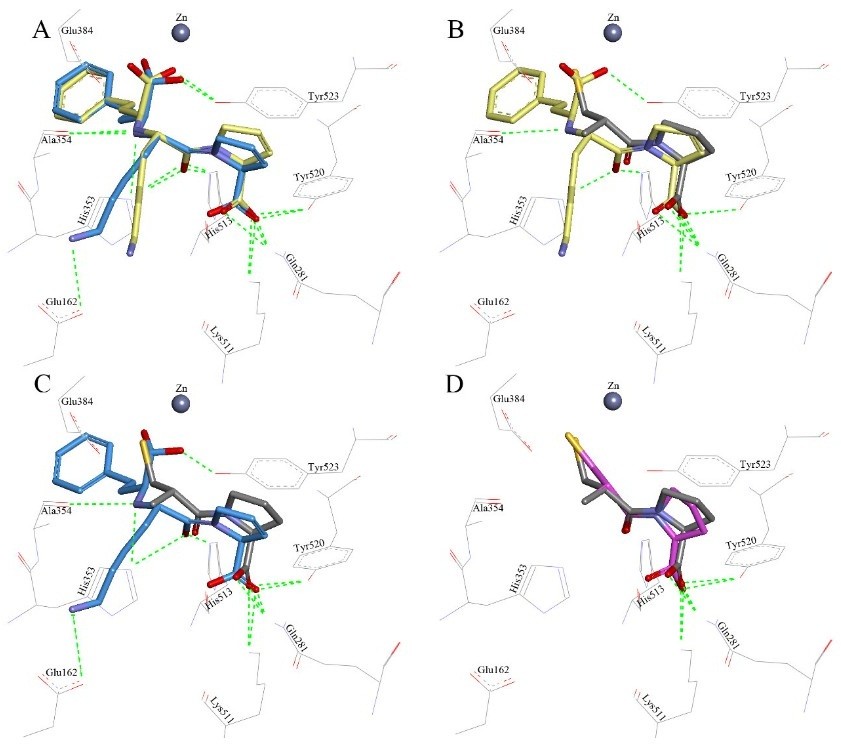 Entdeckung eines potenten Angiotensin-Converting-Enzym-Inhibitors durch virtuelles Screening