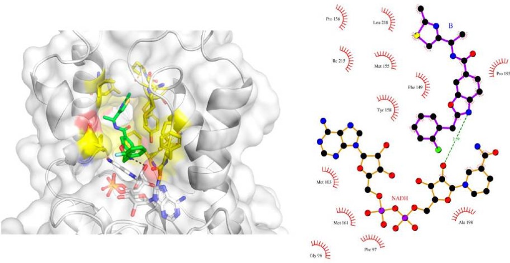 Virtuelles Screening und 3D-Pharmakophor-Ansatz zur Entdeckung von Mycobacterium-tuberculosis-InhA-Inhibitoren