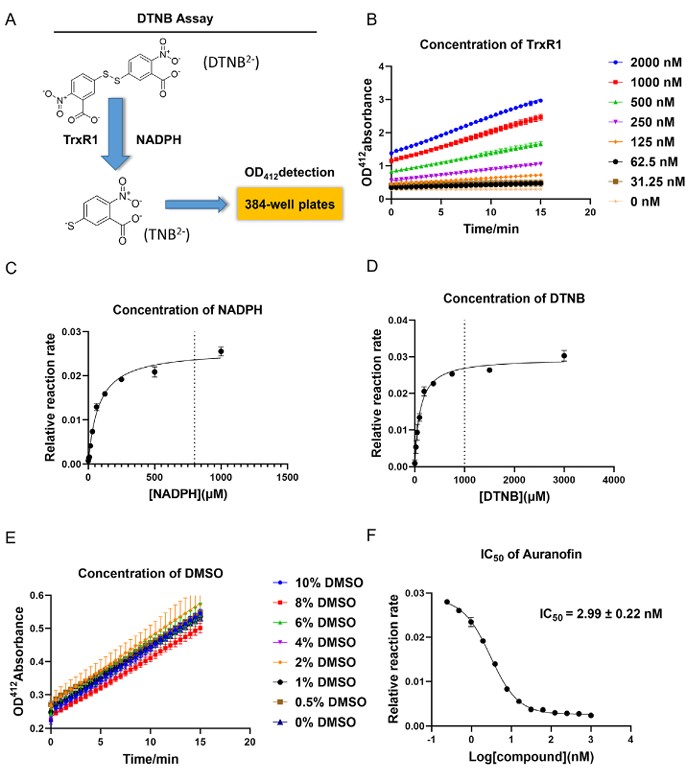 Thimerosal als potenter kompetitiver TrxR1-Inhibitor mittels High-Throughput-Screening identifiziert