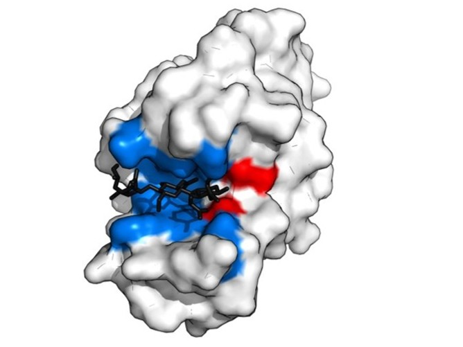 Enzyme active site analysis showing catalytic residues and binding interactions