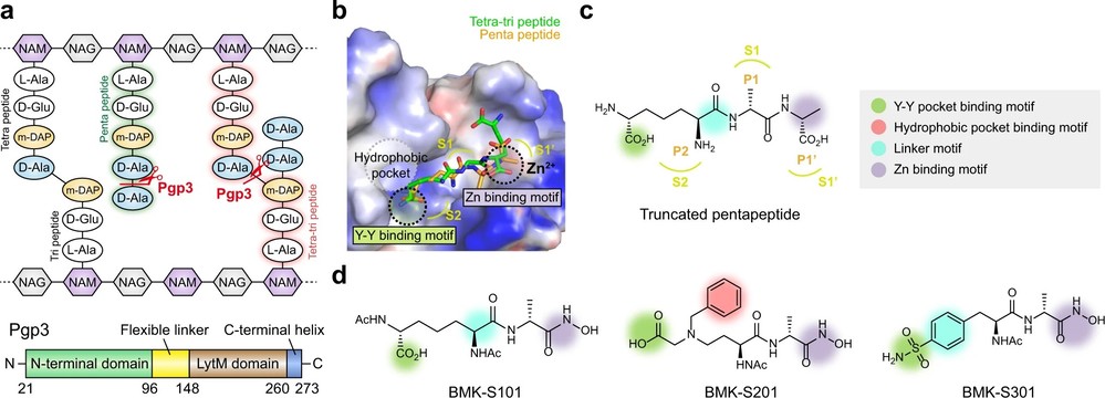 Pgp3 inhibitor design using structure-based methods to alter bacterial morphology