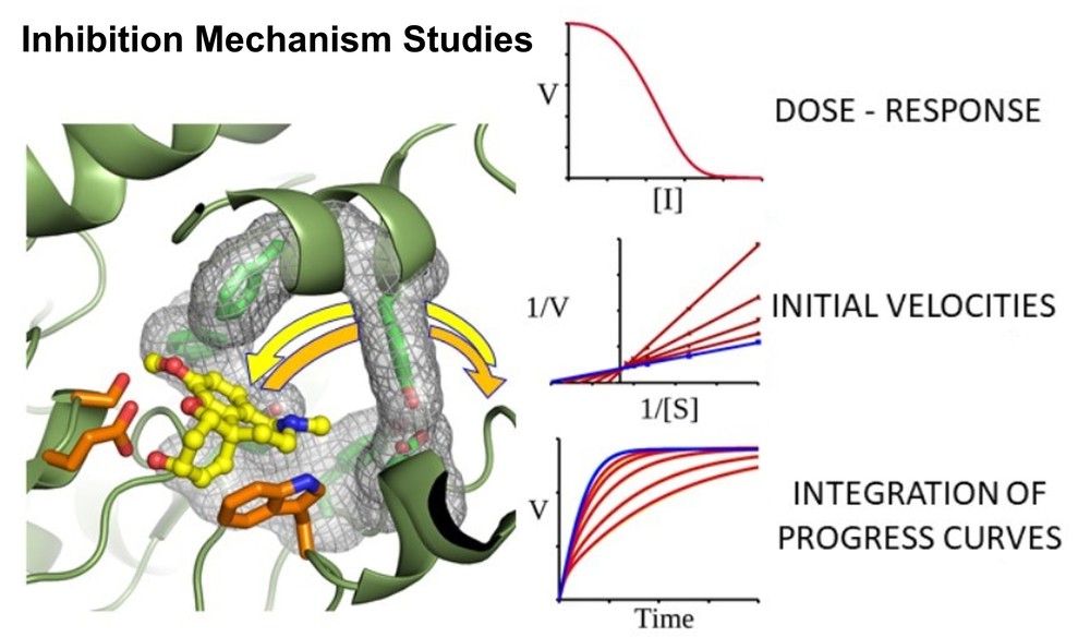 Inhibition mechanism studies of enzyme inhibitors